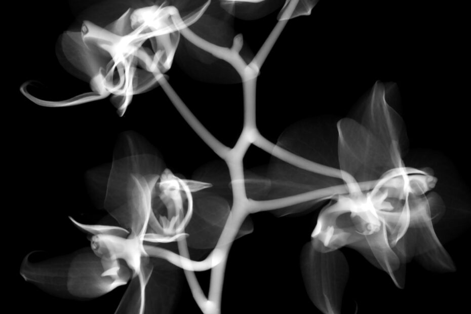 A close up xray of an orchid flower that shows the personified facial features in the center column, with many of these small orchids hanging on the main stem, seemingly like a tree.